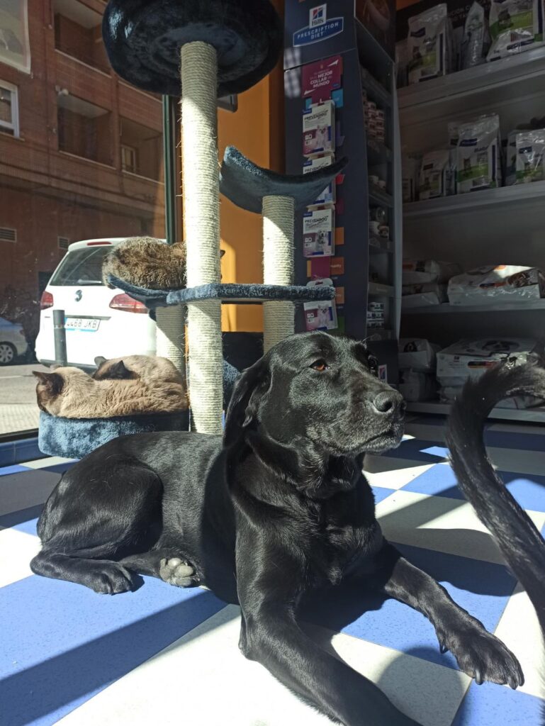 Vertersalud Talavera, hospital de día para nuestras mascotas