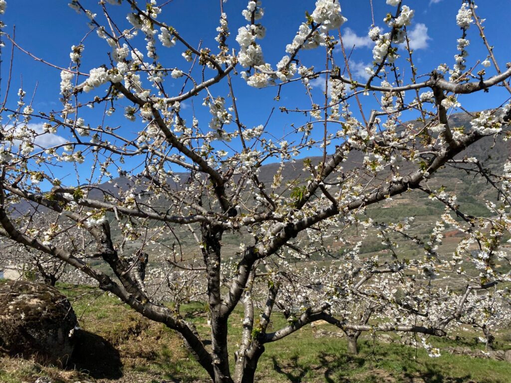 Naturaleza, patrimonio e historia. El Valle del Jerte, declarado como el paraje natural más impresionante de España