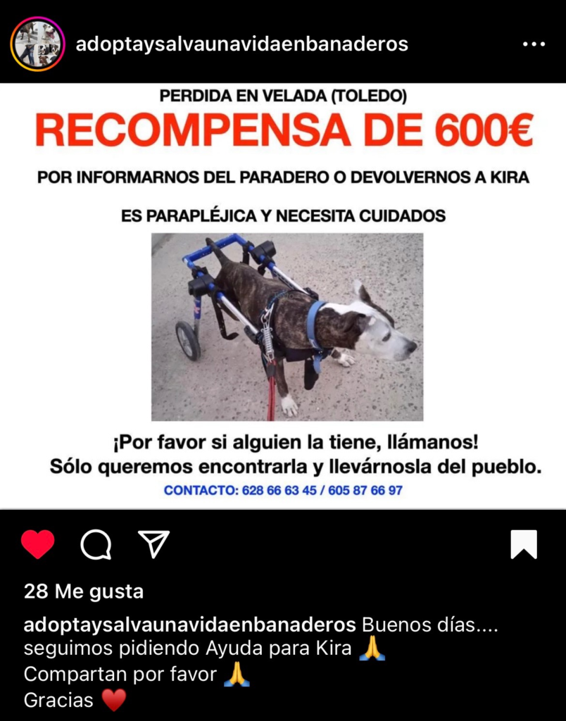 Se busca perra perdida en Velada. Recompensa 600 euros