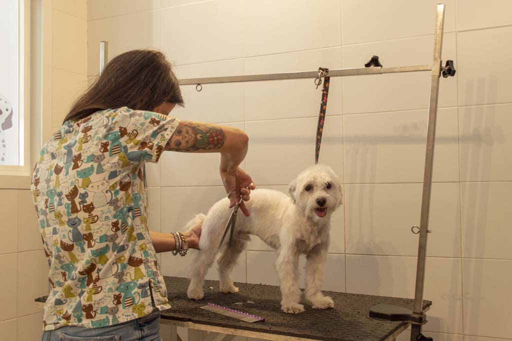 Pompas de Jabón: Una Peluquería Canina con Amor y Pasión