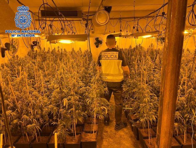 Desmantelan gran plantación de marihuana en Talavera y detienen a traficantes con antecedentes