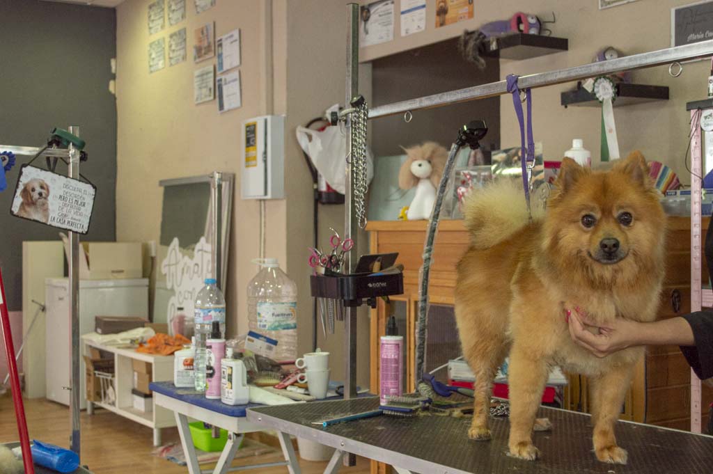 El amor por los perros en Miss Rumba Guardería y Peluquería canina