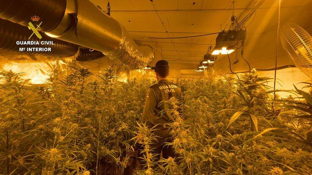 ¡Desmantelada gigantesca plantación "indoor" de 500 plantas de marihuana!