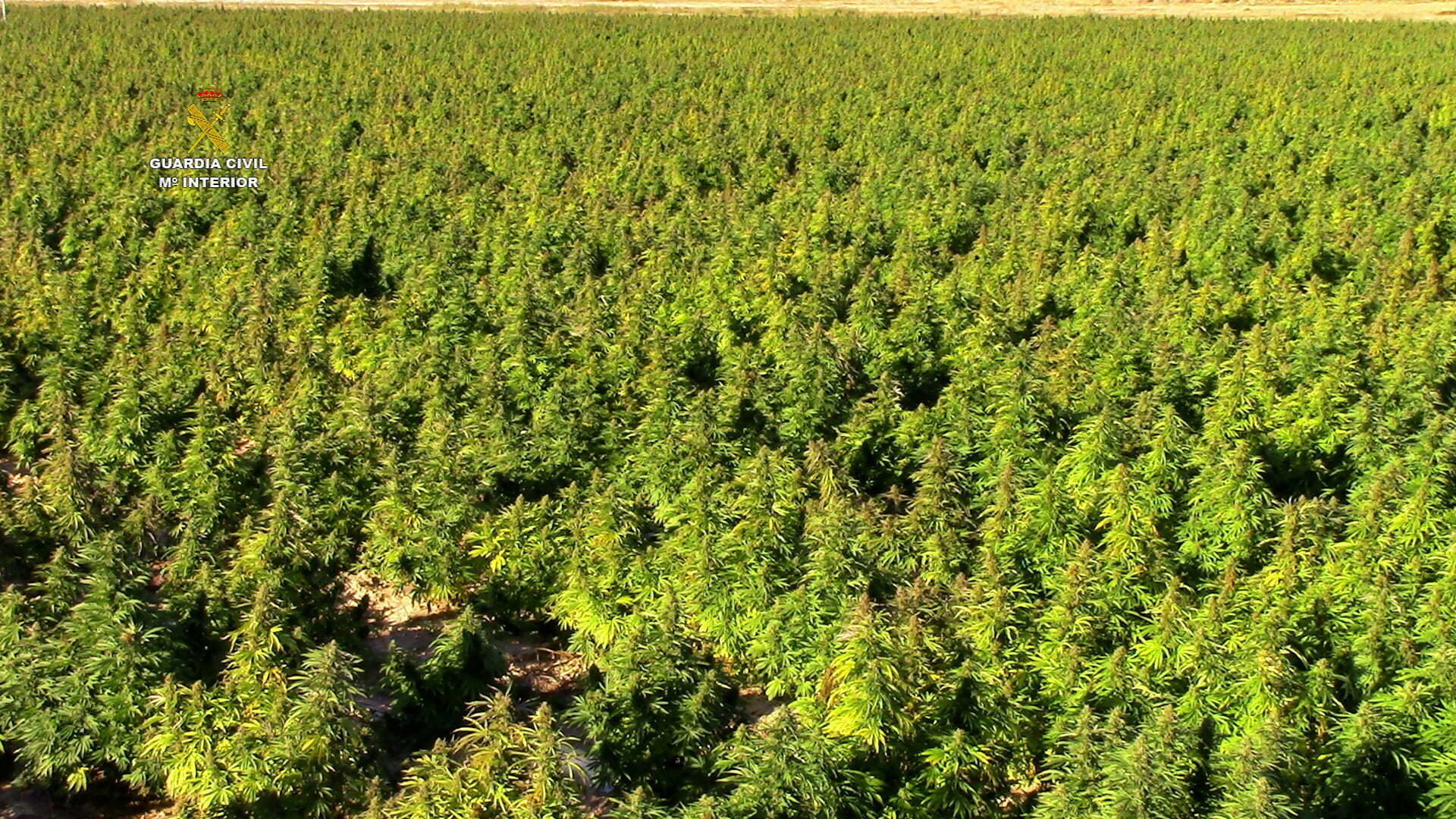 Cultivo de 135.000 plantas de marihuana