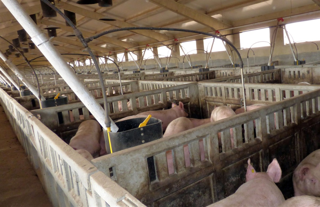 Oferta de empleo en Talavera: Se necesita responsable explotación porcina