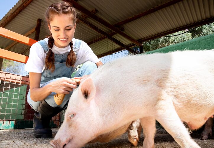 Oferta de empleo en Talavera: se busca granjero porcino