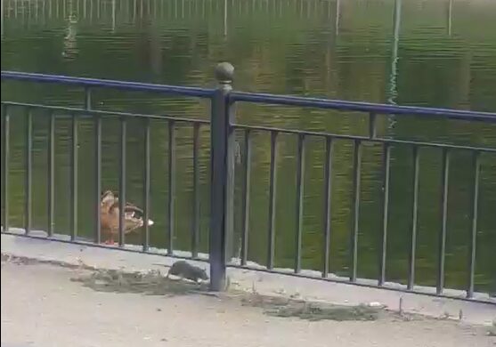 Las ratas siguen en el Parque de la Alameda