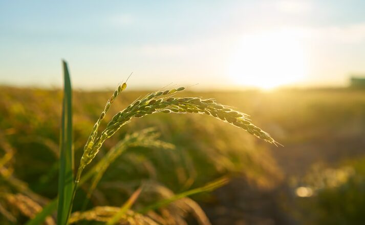 CLM: nuevo pago de la PAC para los agricultores y ganaderos