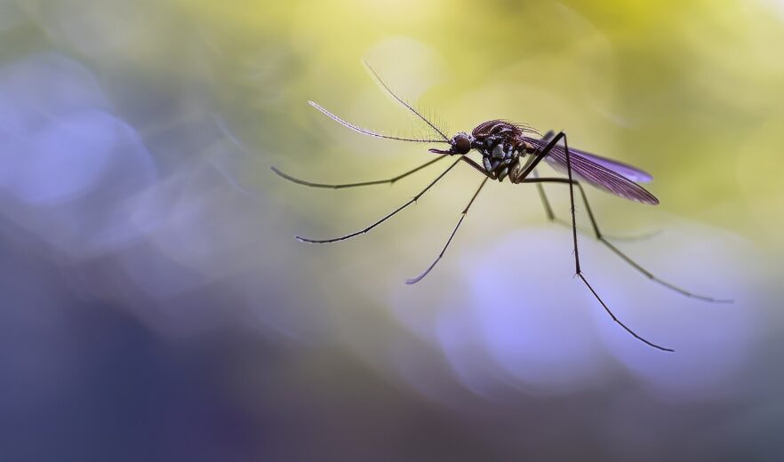 Talavera aumenta los tratamientos larvicidas contra los mosquitos