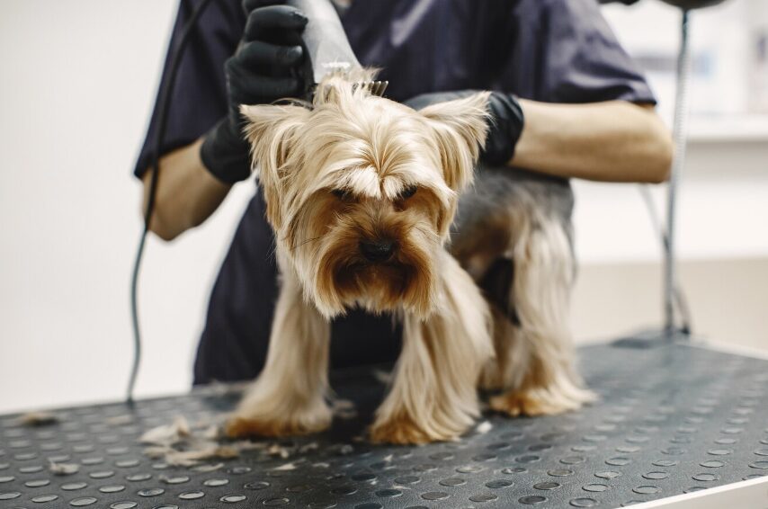 Oferta de empleo: se busca especialista en peluquería canina