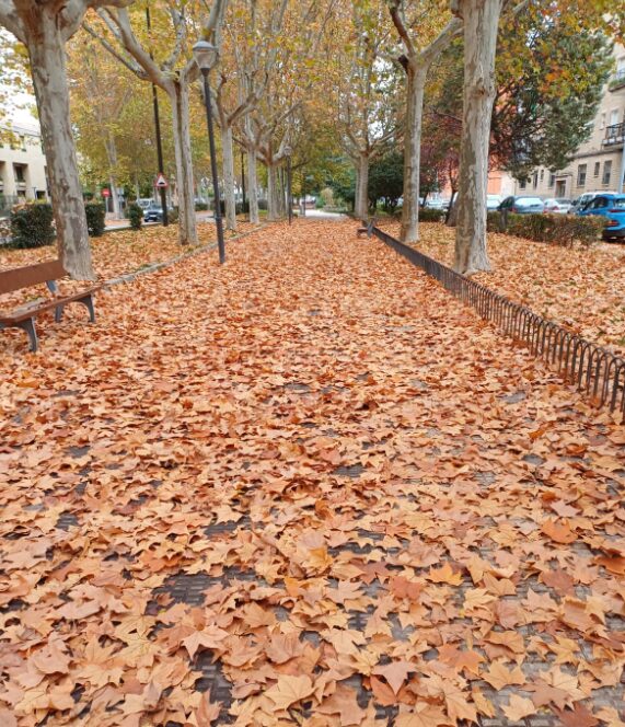 PSOE pide una mejora para la limpieza de hojas secas en Talavera