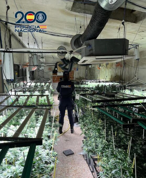 Desmantelada plantación de marihuana en un pueblo de Toledo