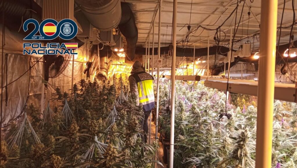 Desmantelado grupo criminal dedicado al cultivo de cannabis en Toledo