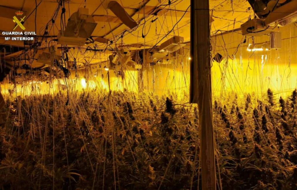 Desmantelada una plantación de marihuana con más de 1.000 plantas